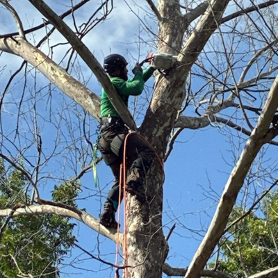 Midwest City Oklahoma Tree Removal