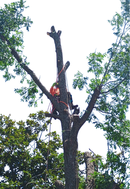 Tree Removal.png