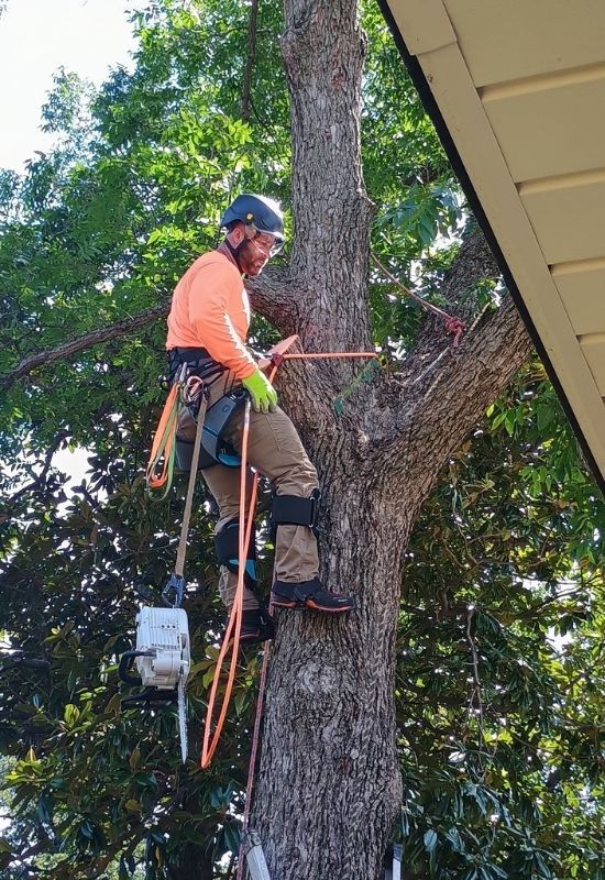 Emergency Tree.jpg