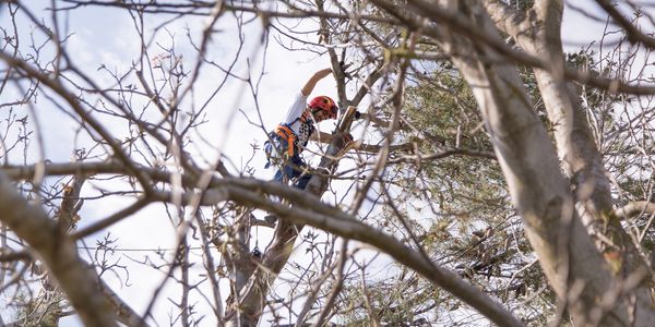 Midwest City Oklahoma Tree Removal