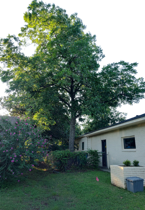 Tree Trimming.png