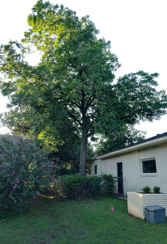 Tree Trimming.png