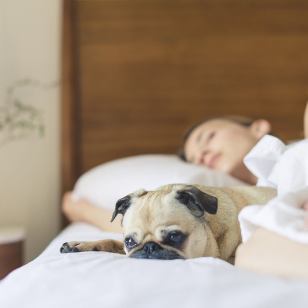 sleeping with dog in bed sleeping with dog in bed