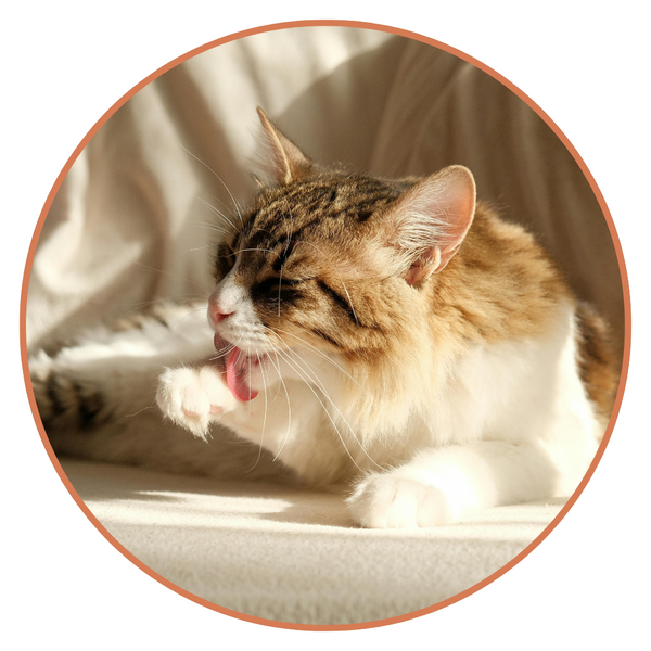 A long haired, white cat with tabby patches, licking its paws
