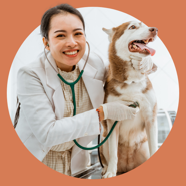 A smiling vet listening to a Husky's heart A smiling vet listening to a Husky's heart