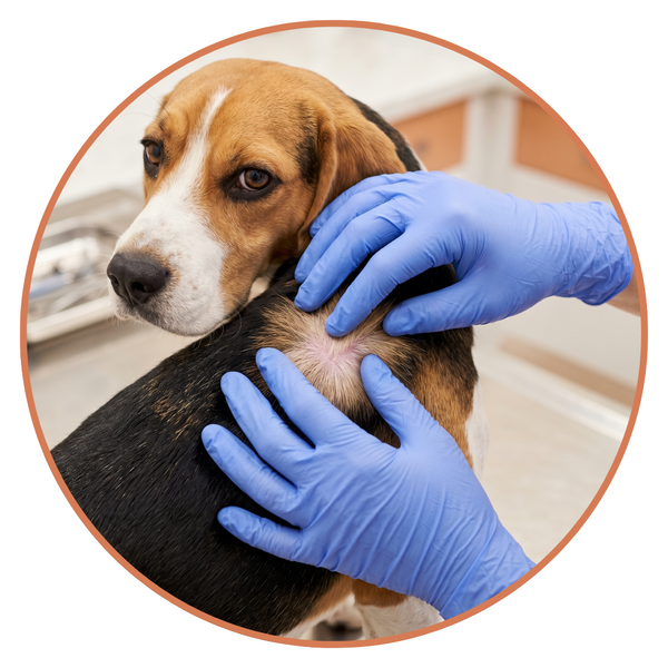A close-up photograph of a veterinarian's gloved hands gently parting the fur on a tricolor Beagle's back to examine a skin irritation. The Beagle is looking attentively at the camera.