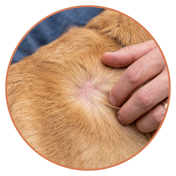 Gentle hand parting clean, healthy dog fur to show irritation-free skin underneath.