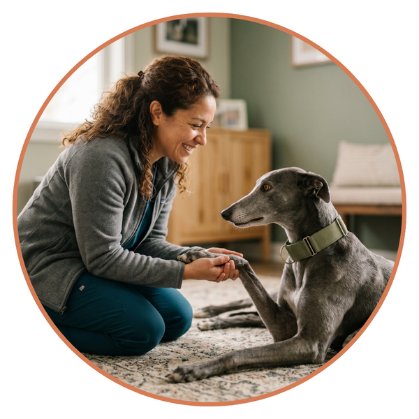A warm, smiling female veterinarian knees on a patterned rug to be at eye level with a sleek grey Greyhound, gently holding its paw while showing trust.
