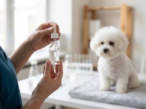 A professional, close-up photograph of a modern surgical laser handheld probe. In the background, a veterinarian performs a minor procedure on a calm tabby cat.