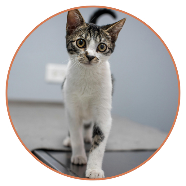 Chronic Skin & Allergy Management Image 4.png