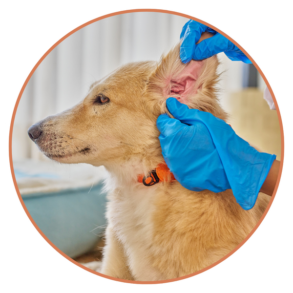 A vet examining a dog;s ear