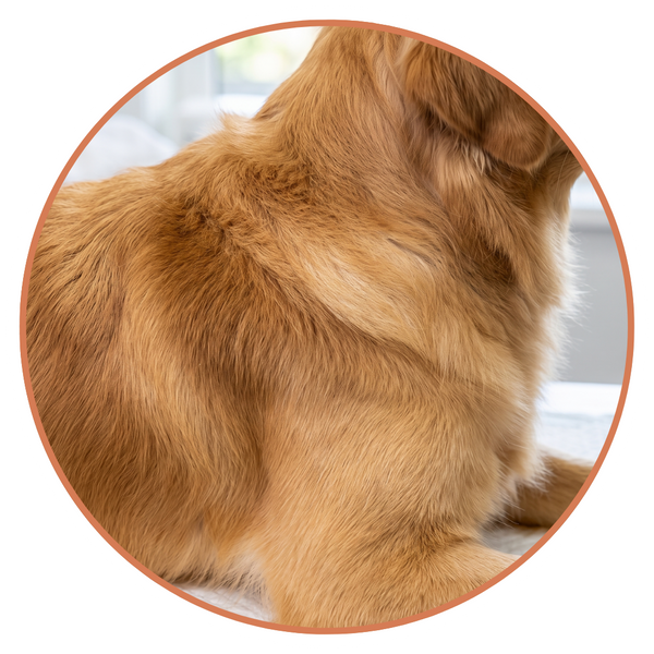 Close-up of a thick, healthy, and fully restored dog coat.