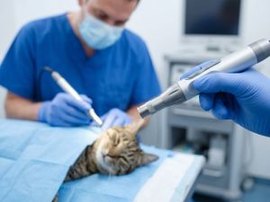 A collaborative lifestyle meeting in a veterinary office where a female vet and a diverse couple discuss a pet health plan while looking at a tablet, with a long-haired calico cat on the owner's lap.