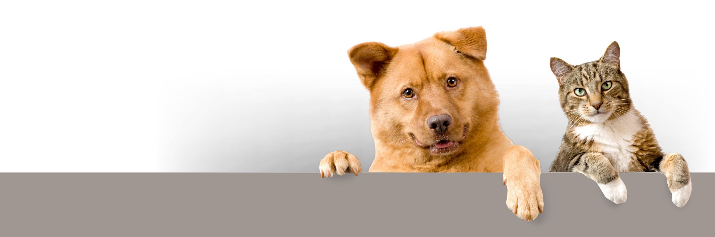 Home - Hero Image - Full Width crop.jpg