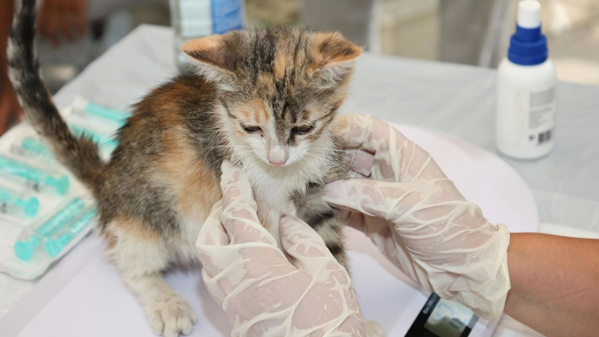 Small kitten being examined at the vet