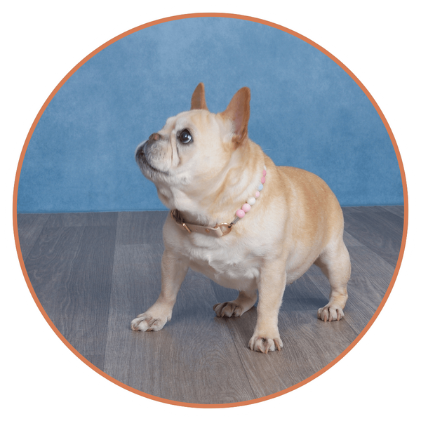 Circle Image  (1).png