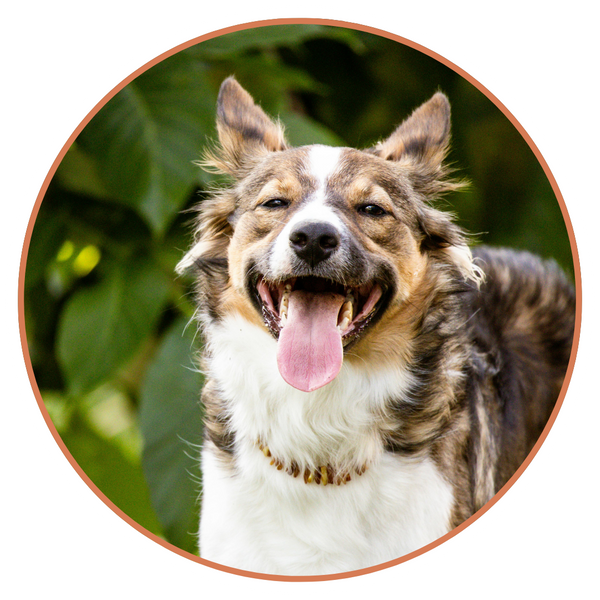 Specialized Diagnostics - 3.png