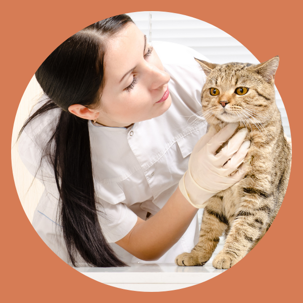 A vet examining a cat A vet examining a cat