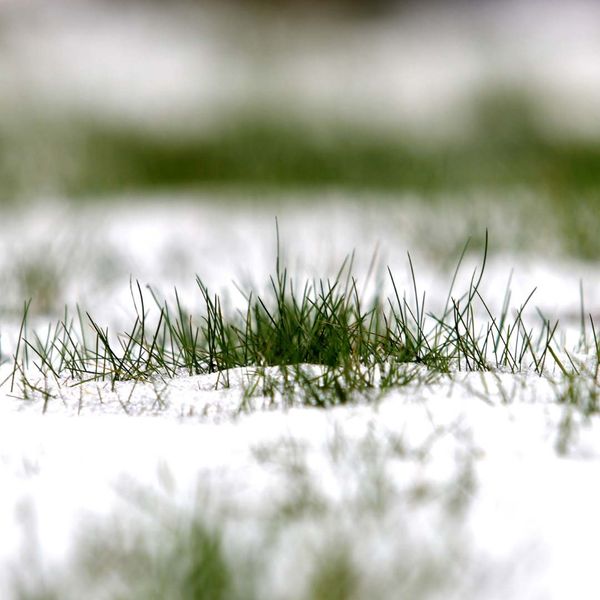 Winter Lawn Dormancy - Turf Chief