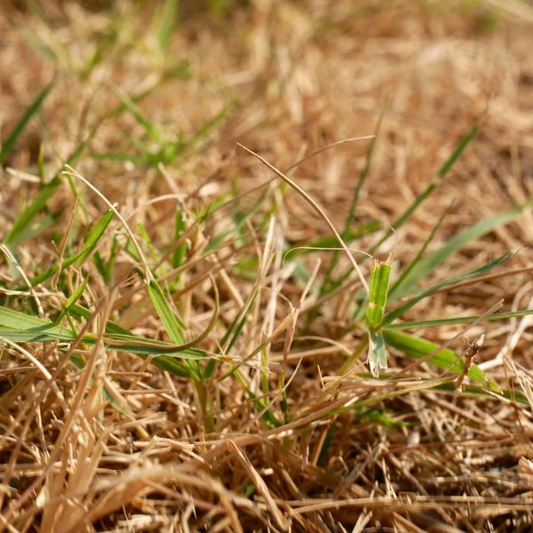 Winter Lawn Dormancy - Turf Chief