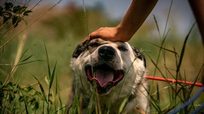A dog lying in tall grass. A dog lying in tall grass.