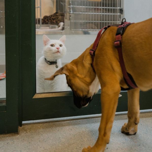 A cat and a dog in a vet clinic.