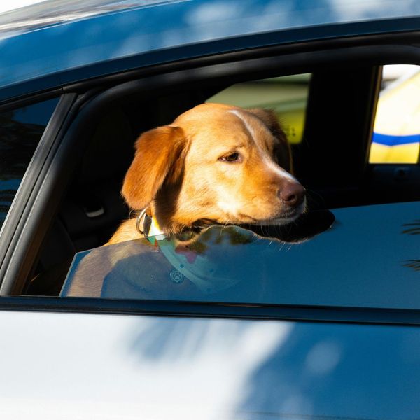 dog sticking head out of car window