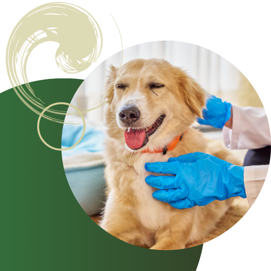 golden retreiver at the vet
