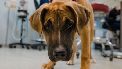 dog looking up close at the vet