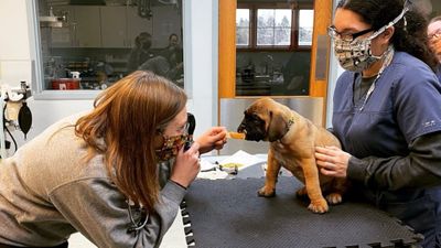 puppy in a vet exam