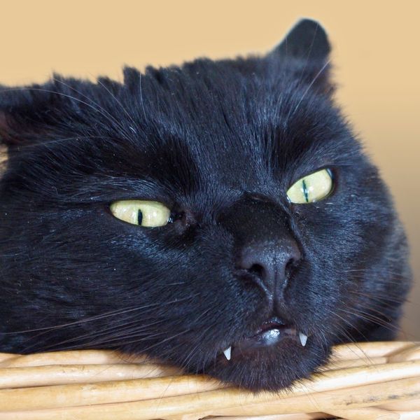 The Importance of Dental Care for Pets 1.jpg