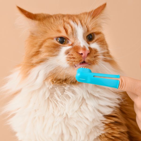 The Importance of Dental Care for Pets 4.jpg