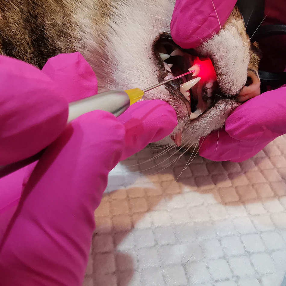 Dental.png