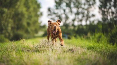 dog running through field