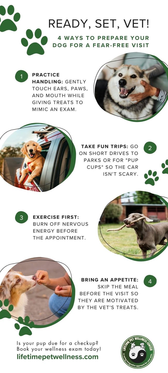 How to Prepare Your Pet for Their Vet Appointment