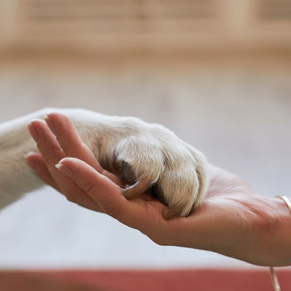 image of a pet paw and human hand