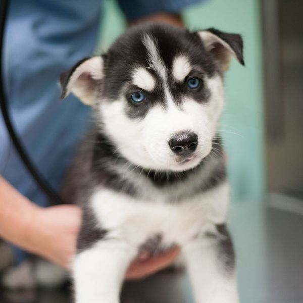 image of a puppy