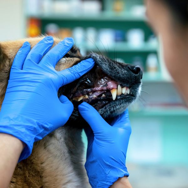 The Importance of Dental Care for Pets 3.jpg