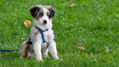 A young Australian Shepherd dog, wearing a blue harness and leash, sits in the grass