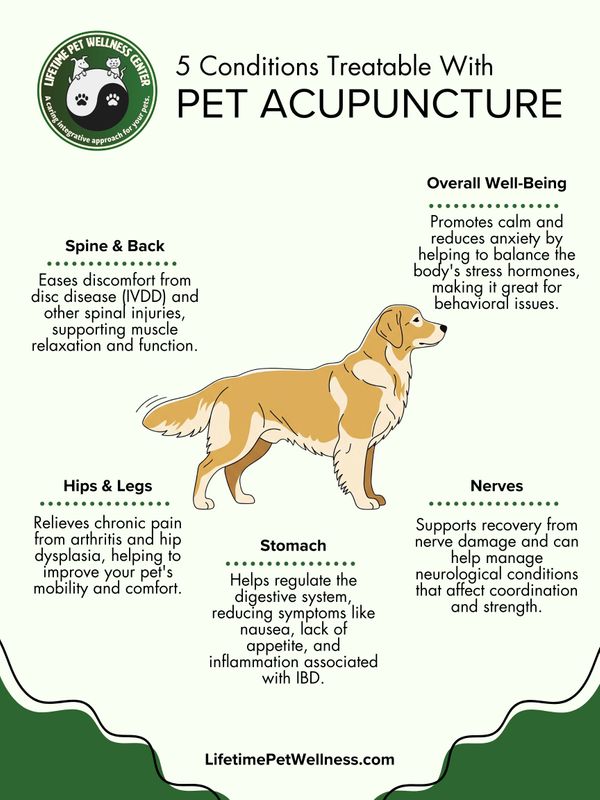5 Conditions Treatable With Pet Acupuncture infographic