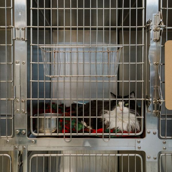 A black and white cat in a cage.