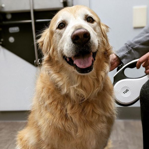 happy dog happy dog