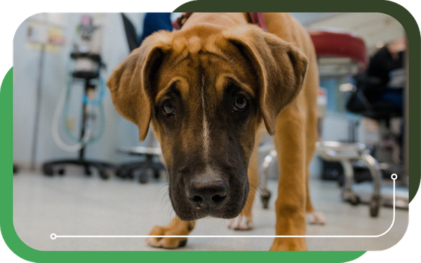 image of a dog