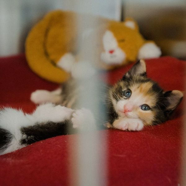 A calico kitten sleeps on a red blanket in a cage