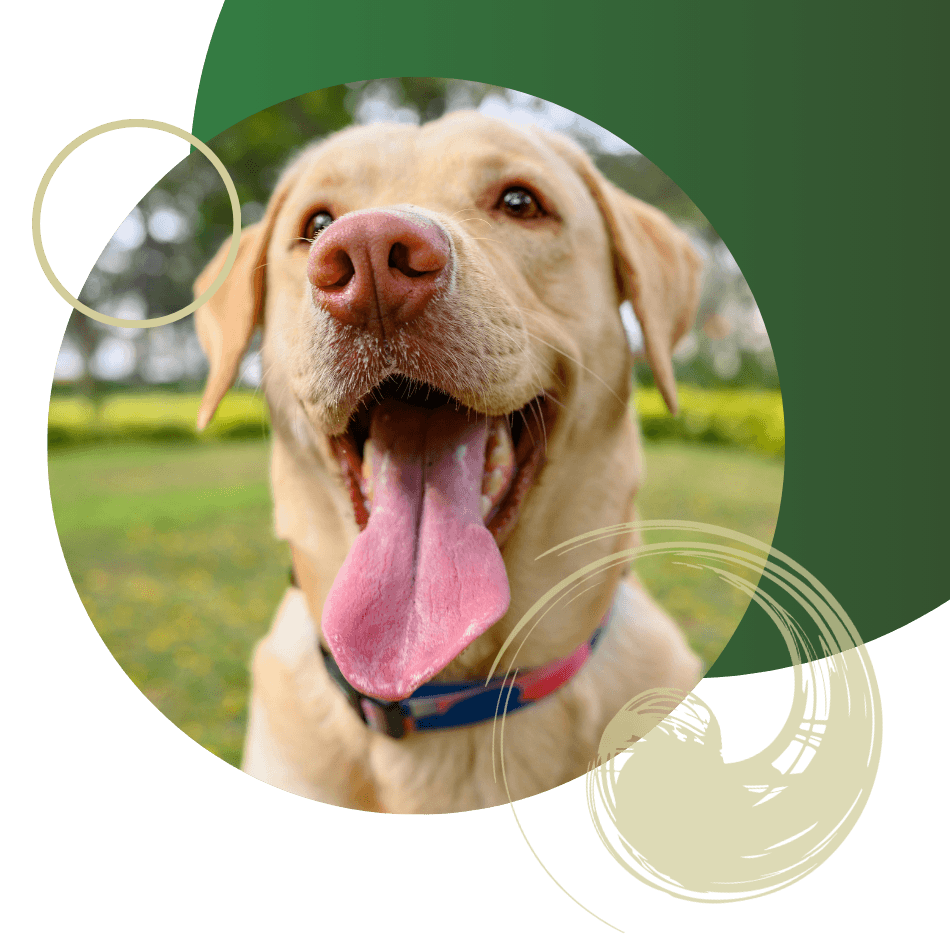 happy recovered dog