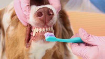 The Importance of Dental Care for Pets Hero.jpg