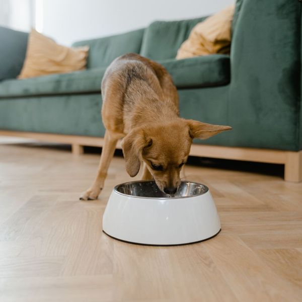 small dog eating food