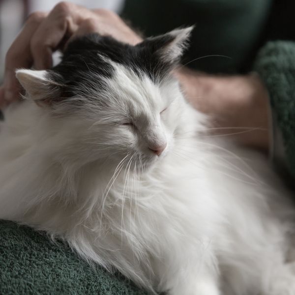 image of an old cat
