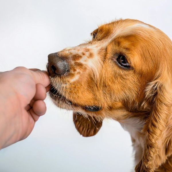 A had feeds a spaniel-type dog a treat