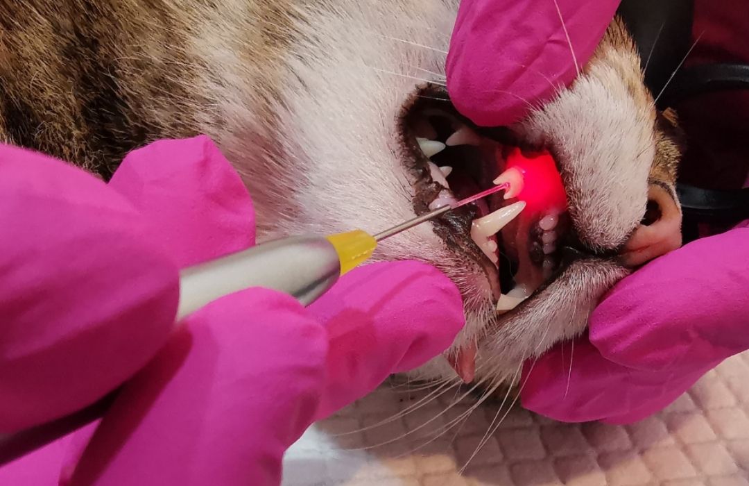 a cat getting a dental cleaning